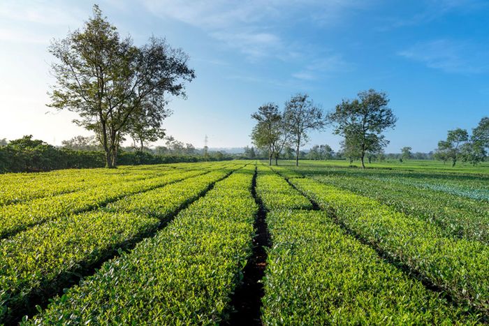 Khám phá Pleiku-Kon Tum 3 ngày 3 đêm dành cho những người yêu thích du lịch phiêu lưu 2