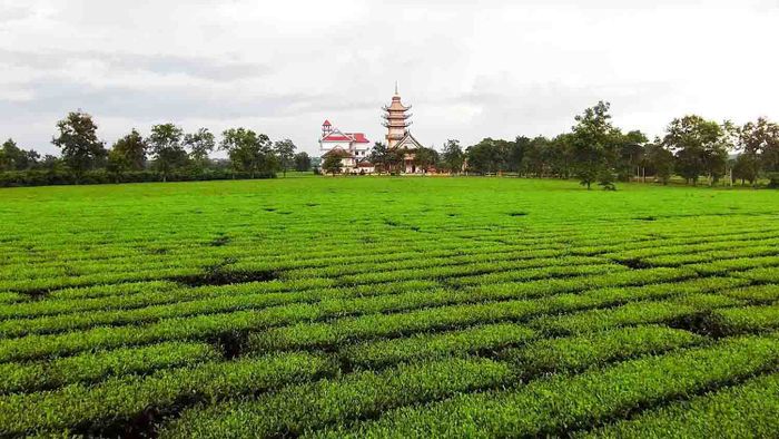 Sự hấp dẫn của chuyến đi Pleiku - Kon Tum - Măng Đen 4 ngày 3 đêm 6