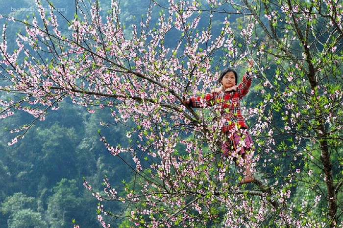 Khám phá vẻ đẹp của 7 mùa hoa ở Mộc Châu, khiến lòng người say đắm
