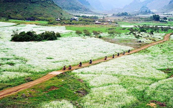 Tổng hợp hướng dẫn chi tiết khám phá Mộc Châu tự túc nhất 3