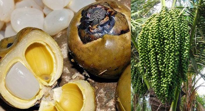 Thưởng thức hạt đác Nha Trang - Món đặc sản độc đáo của thành phố biển 3