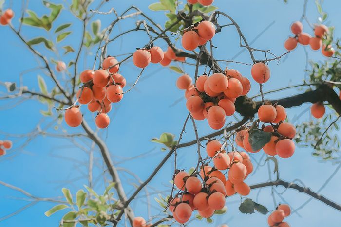 Sức hấp dẫn của cây hồng cổ ở Ninh Bình khiến nhiều người đổ xô tới