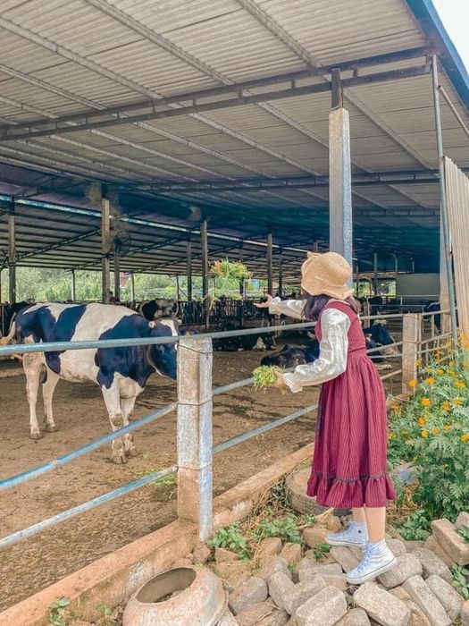 Rút gọn kinh nghiệm du lịch Mộc Châu 3N2Đ tự túc chi tiết nhất từ Mytour.vn 12