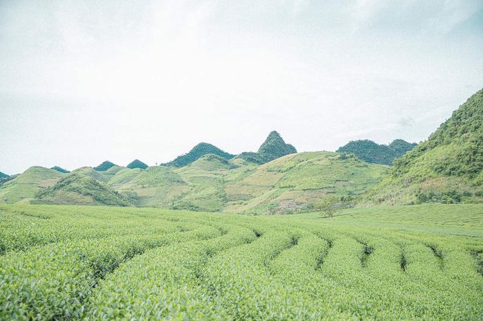 Cùng Phạm Hoài Thương và nhóm bạn 9x khám phá Mộc Châu trong một mùa hè tươi mới và nhẹ nhàng