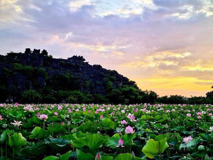Khám phá vẻ đẹp của mùa sen Ninh Bình như một cảnh tiên cảnh tuyệt vời