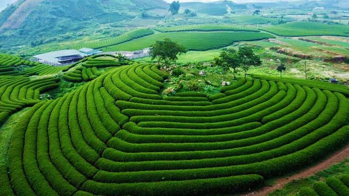 Ghi chú chi tiết nhất cho việc tự túc khám phá Mộc Châu.