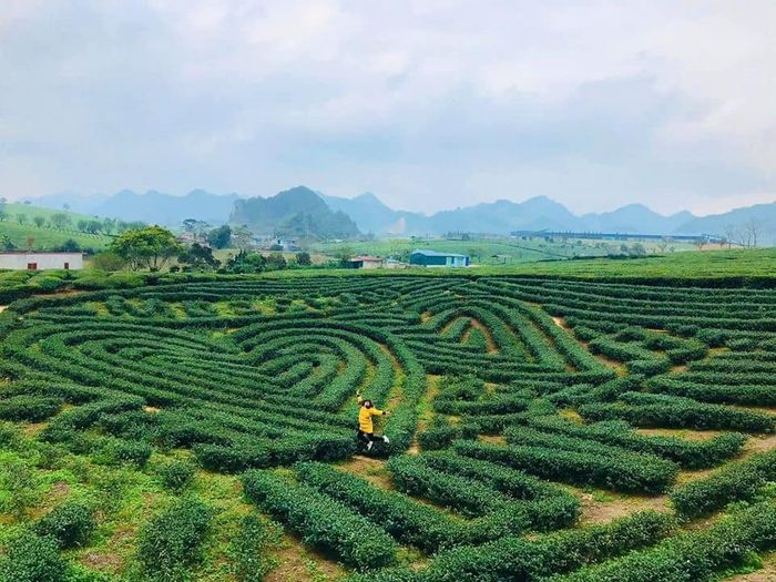 Đánh giá điểm đến không thể bỏ qua tại Mộc Châu, bạn đã biết chưa? 4
