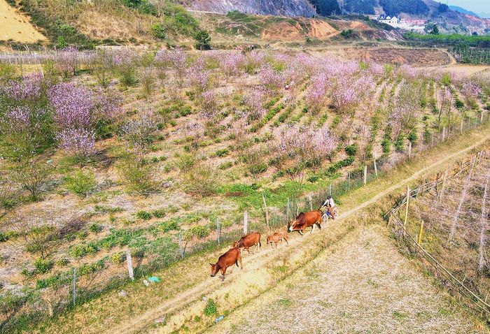 Bí quyết khám phá bản Lóng Luông tự do từ A đến Z 3