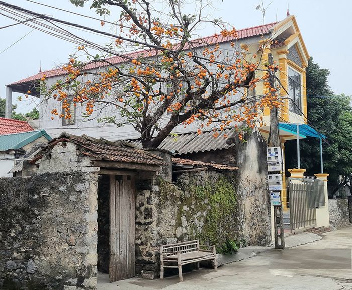 Sức hút của cây hồng cổ ở Ninh Bình khiến nhiều người tìm đến