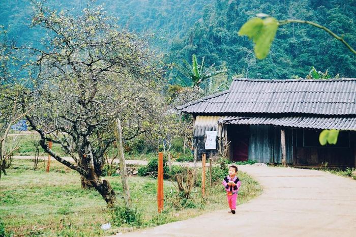 Hòm nhặt những kinh nghiệm du lịch Mộc Châu 3N2Đ tự túc chi tiết nhất từ Mytour.vn 11