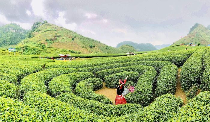 Bí mật Du lịch tại Mộc Châu Vào mùa xuân 18