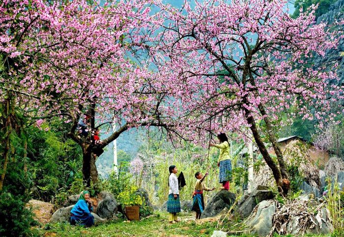Bí mật Du lịch Mộc Châu trong mùa xuân 4