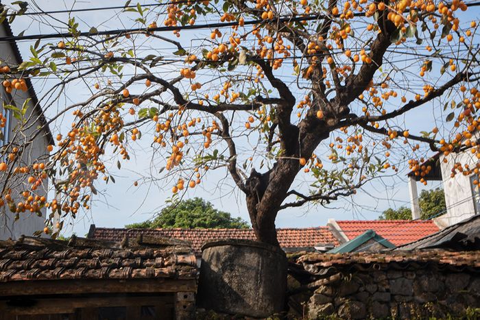 Sức hút của cây hồng cổ ở Ninh Bình tiếp tục thu hút nhiều người