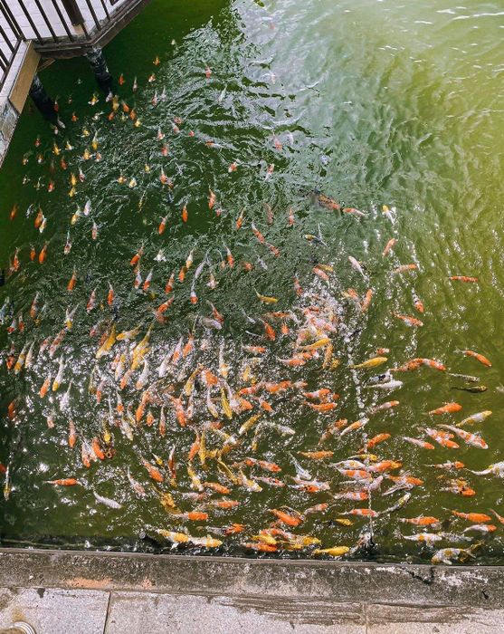 Một chút bình yên đầu năm cùng Cường Quốc Phạm tại Chùa Ba Đảo Nha Trang 5