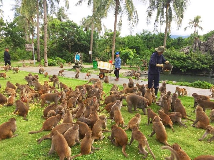 Hành Trình Khám Phá Đảo Khỉ Nha Trang