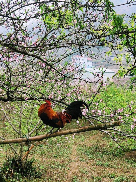 Bí quyết khám phá bản Lóng Luông tự túc từ A đến Z 8