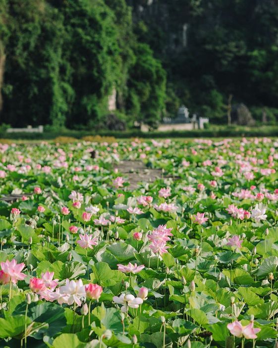 Khám phá mùa sen Ninh Bình đẹp như cảnh tiên cảnh tuyệt vời