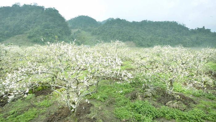 Bí mật Du lịch tại Mộc Châu Vào mùa xuân 17
