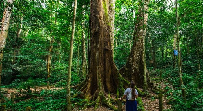 Top 10 trải nghiệm không thể bỏ lỡ khi đến rừng Cúc Phương
