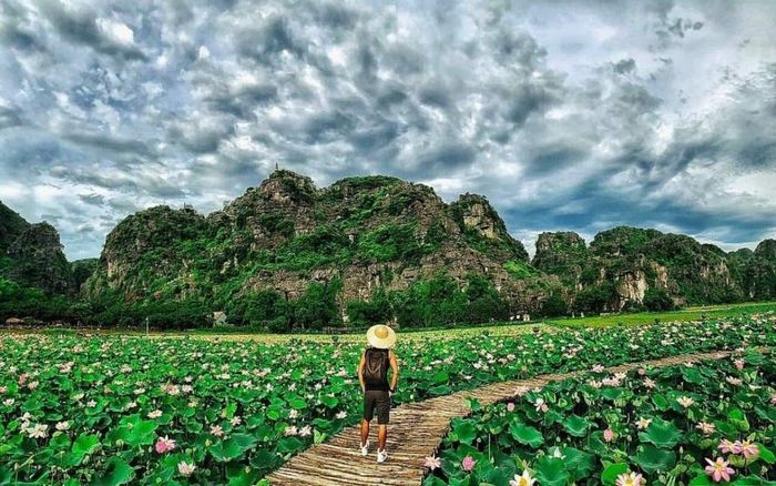 Mê mẩn trước vẻ đẹp rực rỡ của mùa sen Ninh Bình 6