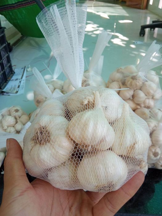 Tỏi Phan Rang - Biểu tượng ẩm thực của Ninh Thuận 6