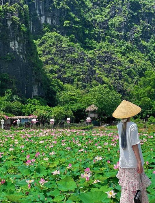 Khám phá vẻ đẹp tuyệt vời của Đầm sen Hang Múa, một điểm đến thơ mộng không thể bỏ qua tại Ninh Bình.