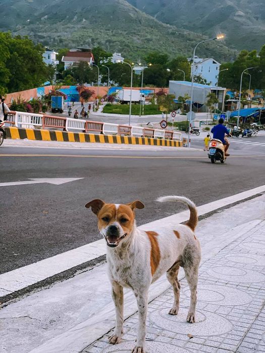 Thả mình vào con đường mơ mộng ở Nha Trang - Điểm check-in mới lạ qua bộ ảnh của Cường Quốc Phạm 13