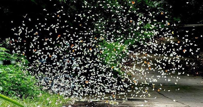 Khám phá Cúc Phương vào mùa bướm như một chuyến đi lãng mạn lần thứ 9