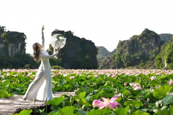 Say mê trước vẻ đẹp rực rỡ của mùa sen Ninh Bình 9