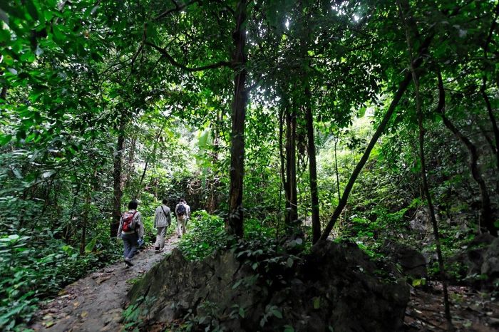 Top 10 trải nghiệm không thể bỏ lỡ tại rừng Cúc Phương