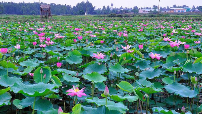 Sen Charaih Mỹ Nghiệp - điểm đến đặc biệt tại thôn Mỹ Nghiệp, huyện Ninh Phước, tỉnh Ninh Thuận, nằm trong vùng sinh sống của người Chăm. Thôn Mỹ Nghiệp còn là trung tâm của nghề gốm truyền thống tại Làng gốm Bàu Trúc và nghề dệt truyền thống tại Làng dệt Mỹ Nghiệp.
