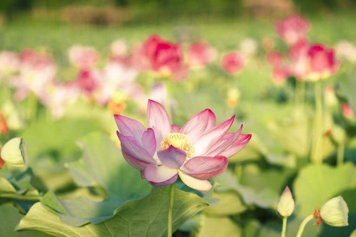 Say mê trước vẻ đẹp rực rỡ của mùa sen Ninh Bình 4