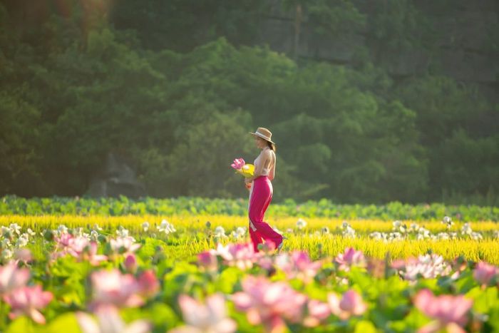 Ninh Bình trong mùa sen vẫn đẹp ngây ngất như một bức tranh tuyệt vời, đầy những nét đặc sắc