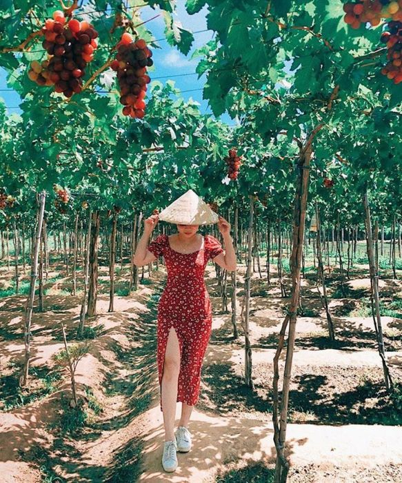 Khám phá vẻ đẹp cổ tích của Vườn nho Ba Mọi 5