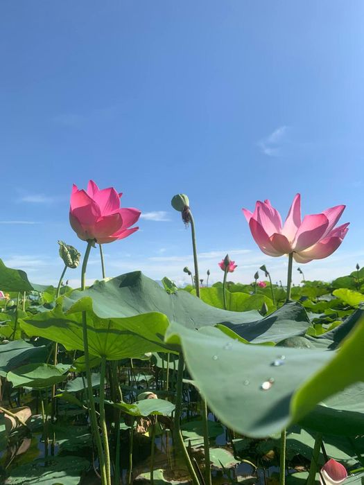 Khám phá khu du lịch sinh thái Sen Charaih Mỹ Nghiệp 5