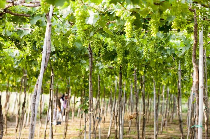 Dẫn dắt bạn qua một ngày khám phá Ninh Thuận tường tận nhất