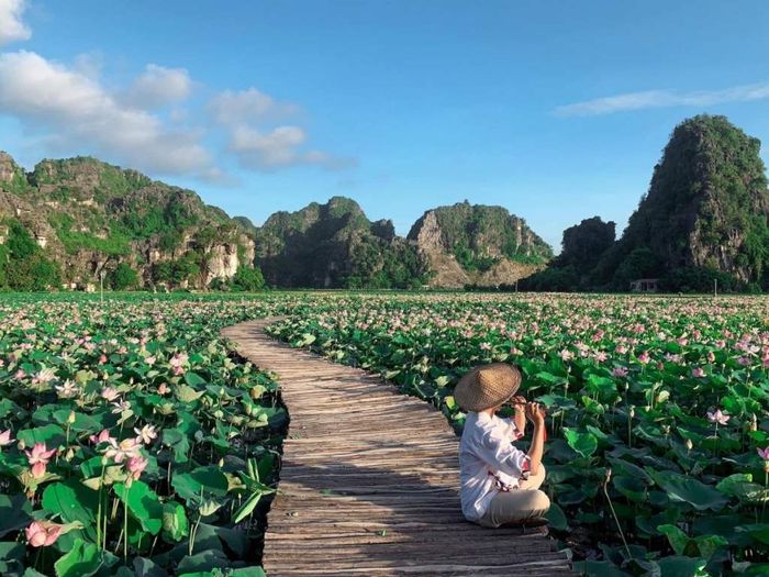 Mê đắm trước vẻ đẹp rực rỡ của mùa sen Ninh Bình 5