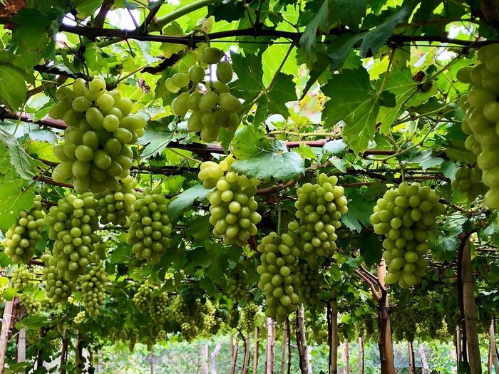Khám phá vẻ đẹp cổ tích của Vườn nho Ba Mọi 2