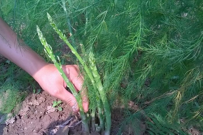 Măng tây xanh, sản phẩm đặc biệt từ Ninh Thuận