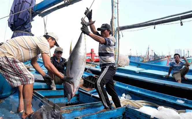 Khám phá danh sách các địa điểm mua hải sản Nha Trang giá rẻ, tươi ngon 6