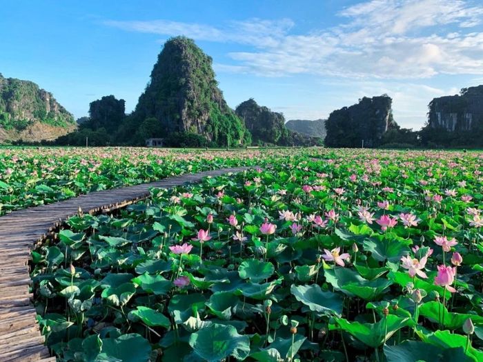 Mê đắm trước mùa sen nở rộ tuyệt đẹp ở Ninh Bình 2
