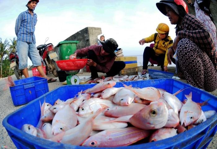 Khám phá danh sách các địa điểm bán hải sản Nha Trang giá rẻ, tươi ngon 4