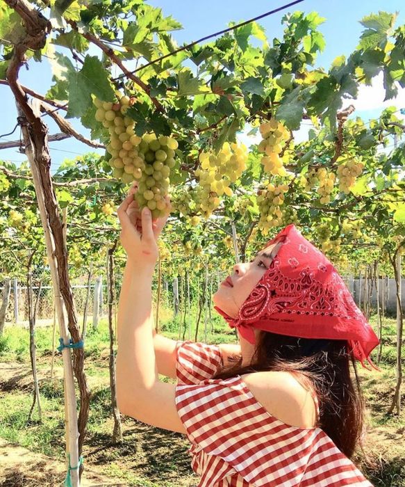 Khám phá vẻ đẹp cổ tích của Vườn nho Ba Mọi 3