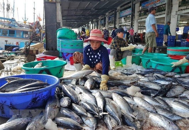 Khám phá danh sách các địa điểm mua hải sản Nha Trang giá rẻ, tươi ngon 8