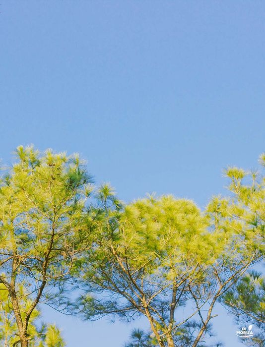 Một Đà Lạt khác ở Quảng Bình vừa được tiết lộ, bạn đã nghe chưa?