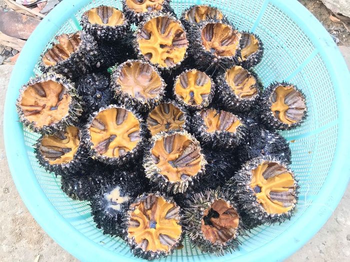 Đặc sản nhum biển Phú Yên: Món ngon hấp dẫn chinh phục tín đồ ẩm thực
