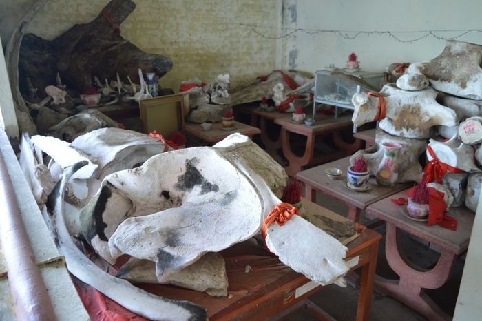 Lễ hội Lăng Ông Nam Hải - Sự kiện tôn vinh cá Ông trên đảo Phú Quốc 3