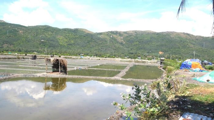 Nghề làm muối Tuyết Diêm: bức tranh lao động thanh bình giữa bầu trời Phú Yên 4