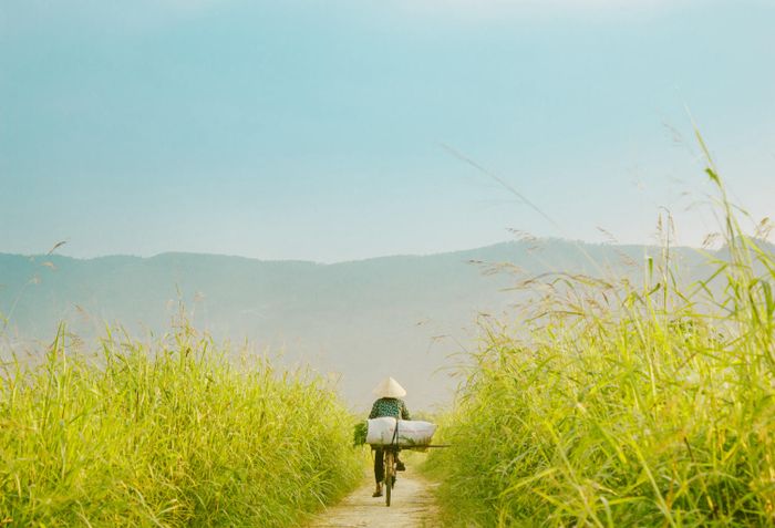 Khám phá làng quê Quảng Bình dịu dàng mùa cỏ lau lần thứ năm