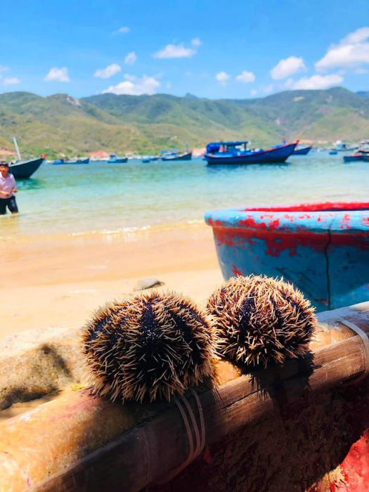 Nhum biển Phú Yên: Món ăn đặc sản hấp dẫn, mê hoặc những người yêu ẩm thực